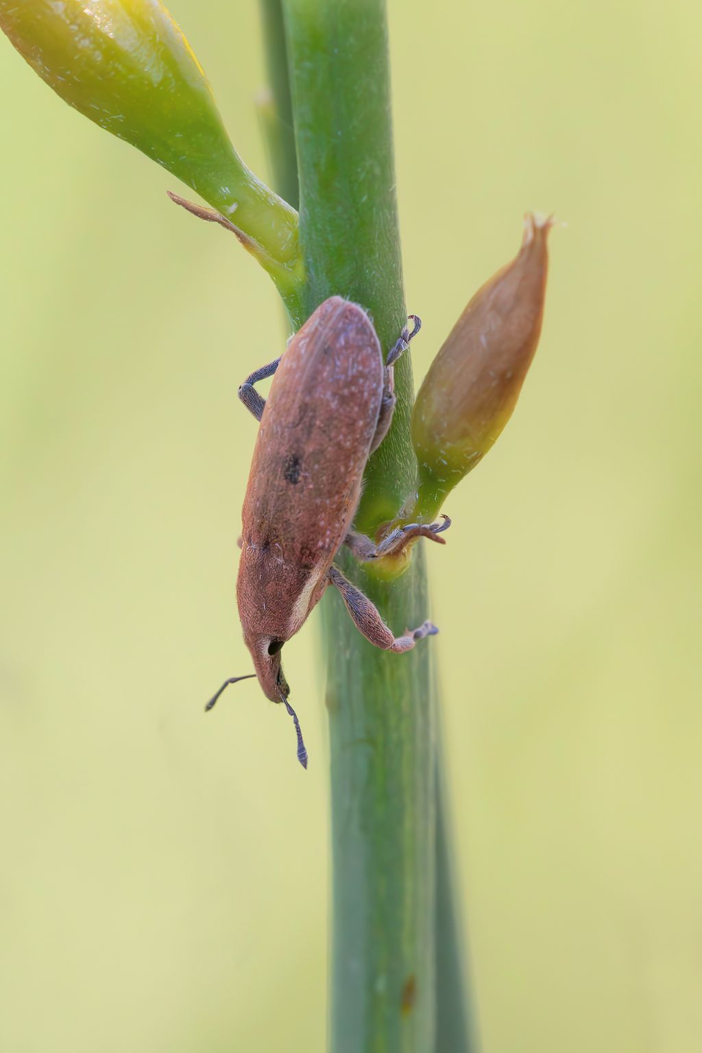 Curculionidae - Lixus sp.